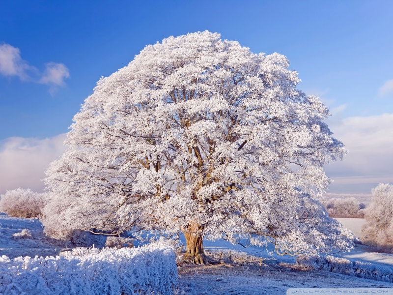 winter_season_8-wallpaper-800x600-1.jpg